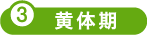 3.黄体期